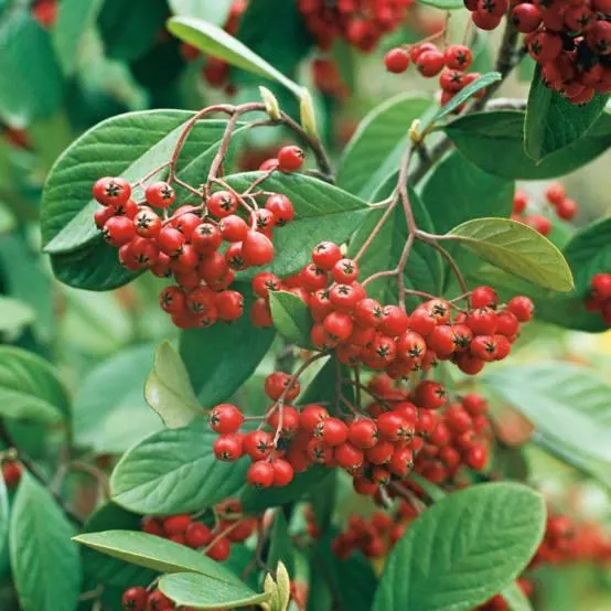 Cotoneaster lacteus