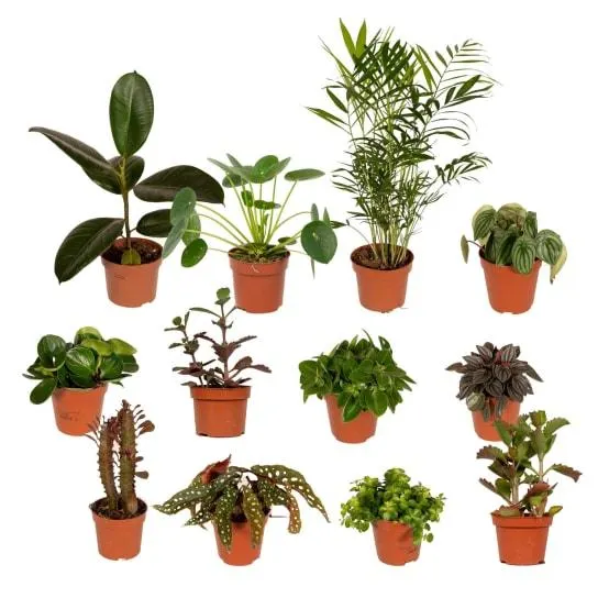 Box - 10 plantes d'intérieur dépolluantes 30cm - Plante d'intérieur- La Green Touch