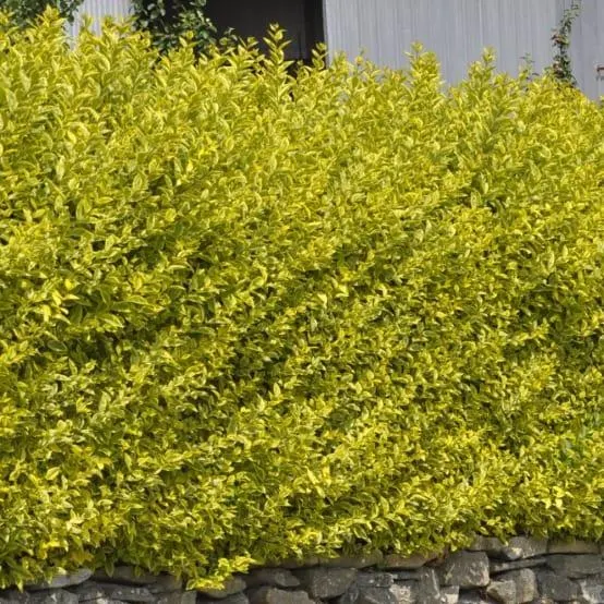 Troène de californie 'Aureum'