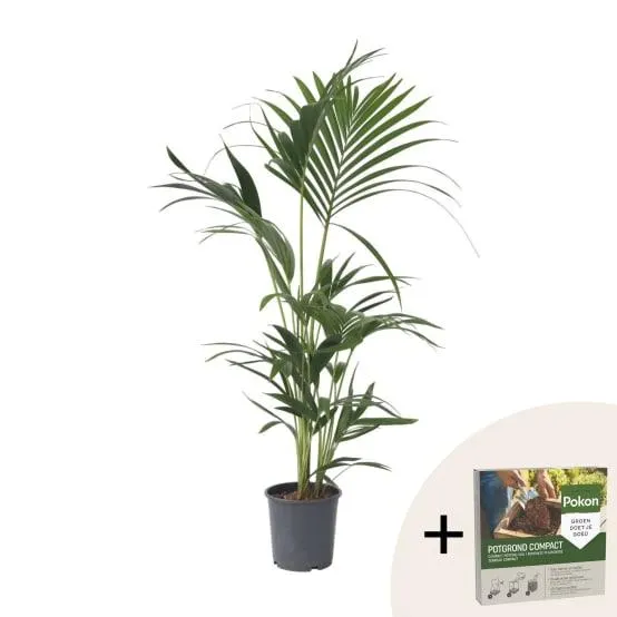 Palmier Kentia - Howea forsteriana - Hauteur 90-100cm - ⌀18cm