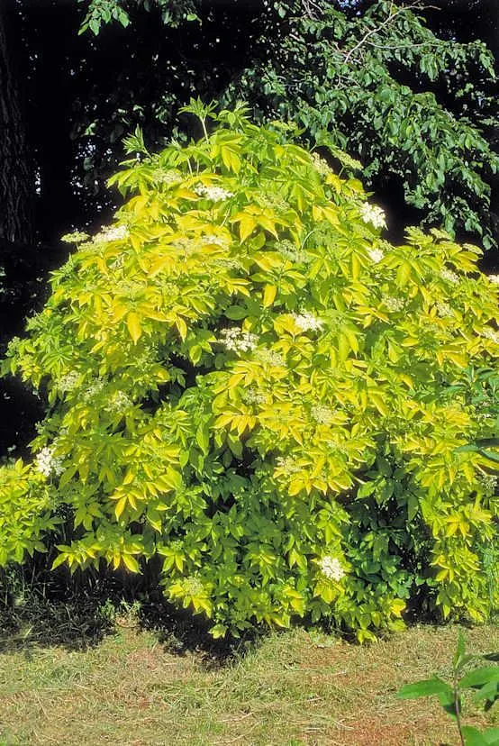 Sambucus nigra 'Aurea' - Sureau noir