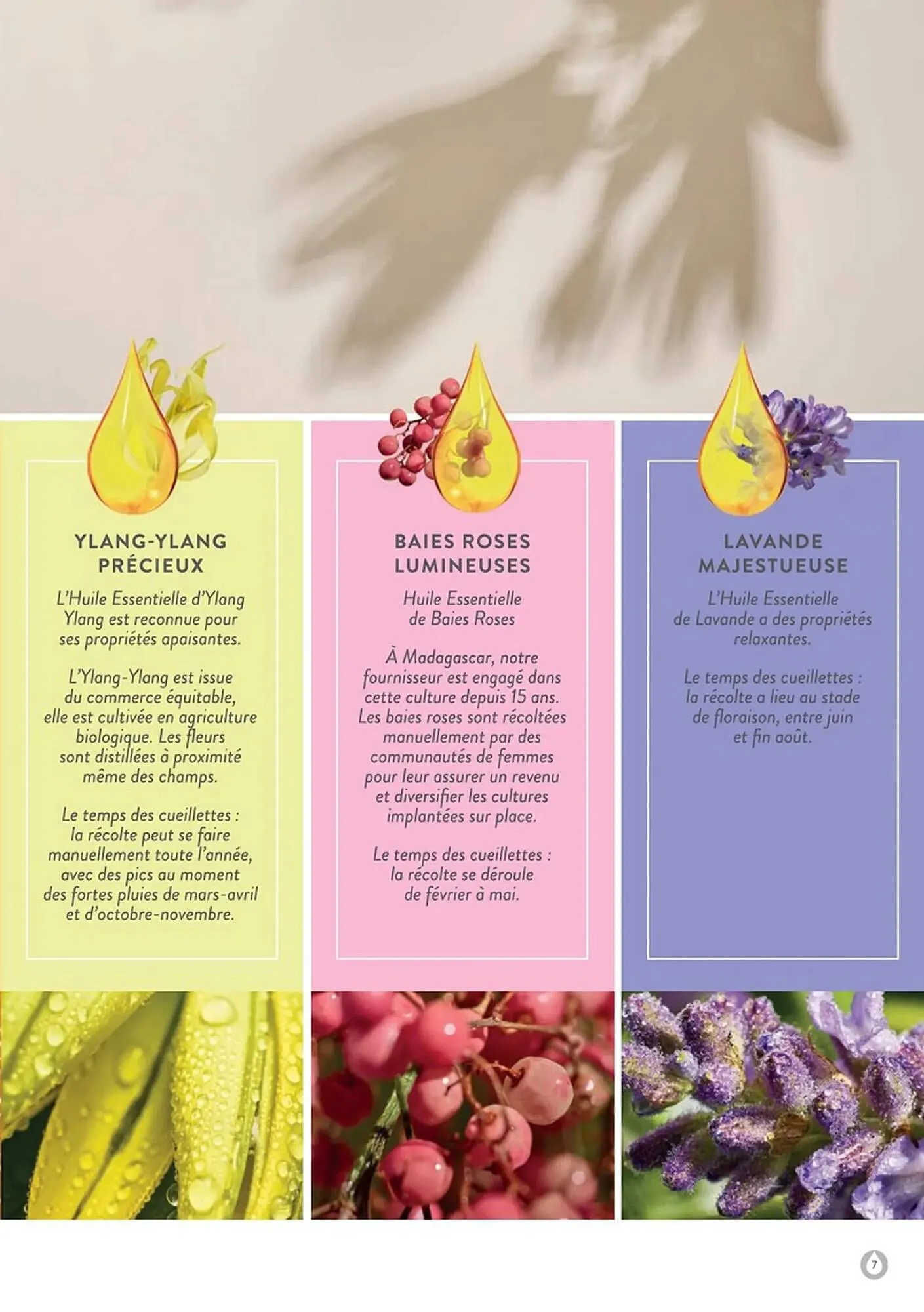 Catalogue Stanhome du 20 janvier au 31 décembre 2026 - Catalogue page 7