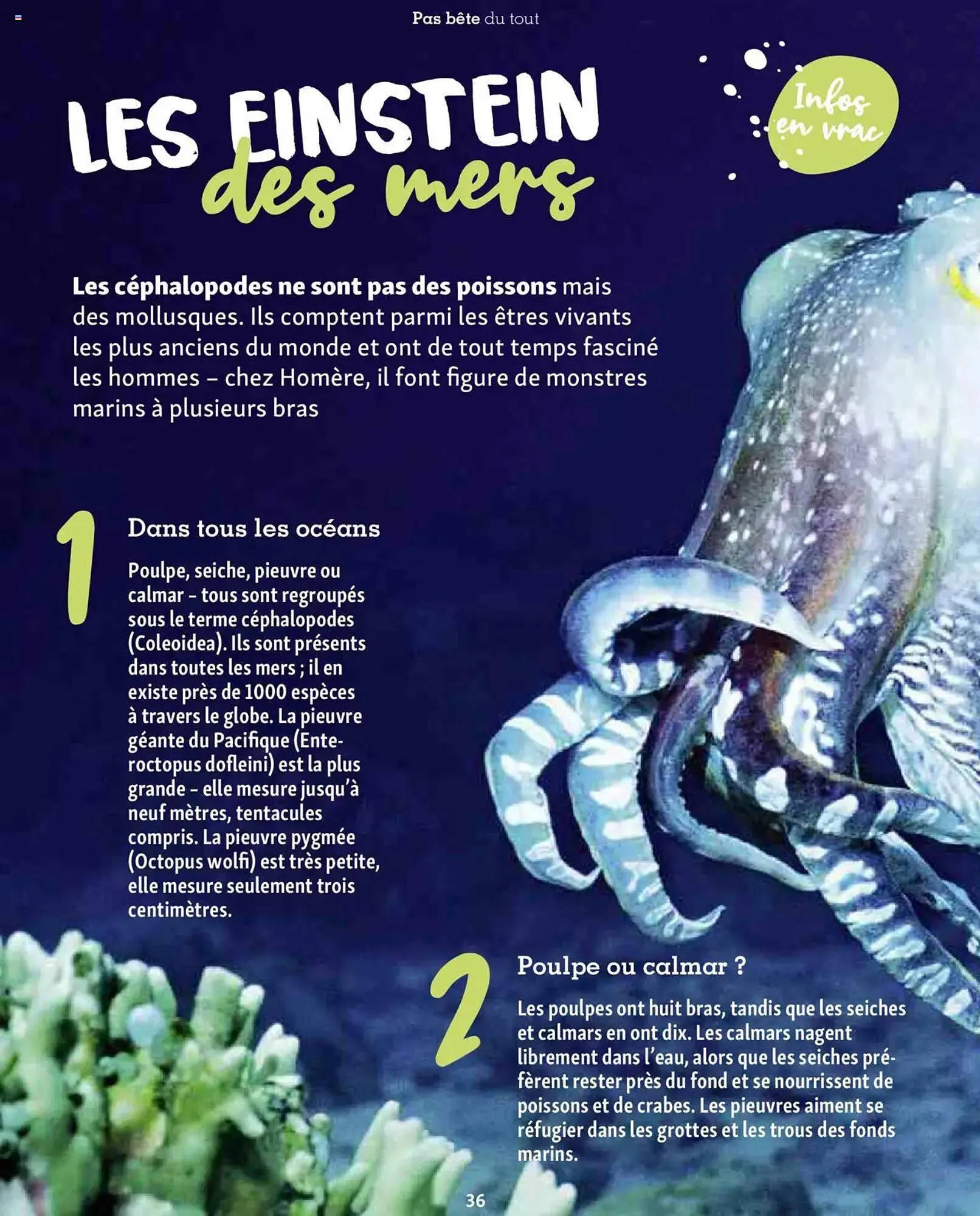 Catalogue Maxi Zoo du 1 octobre au 20 novembre 2025 - Catalogue page 36