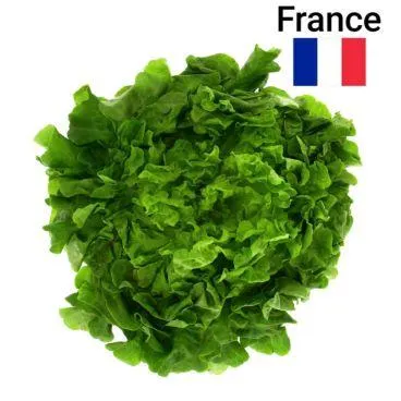 Salade Feuille De Chêne Verte De Consommation Pièce Bio