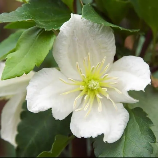 Clématite de Noël 'Jingle Bells'