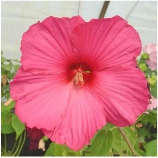 Hibiscus des marais rose