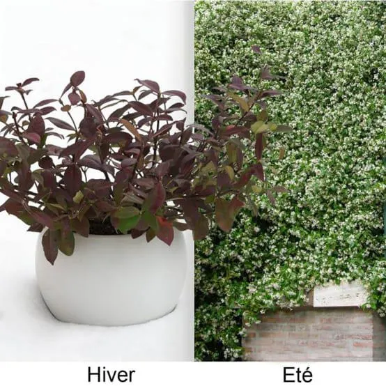 Jasmin persistant Winter Ruby®