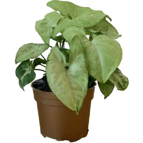 Syngonium podophyllum