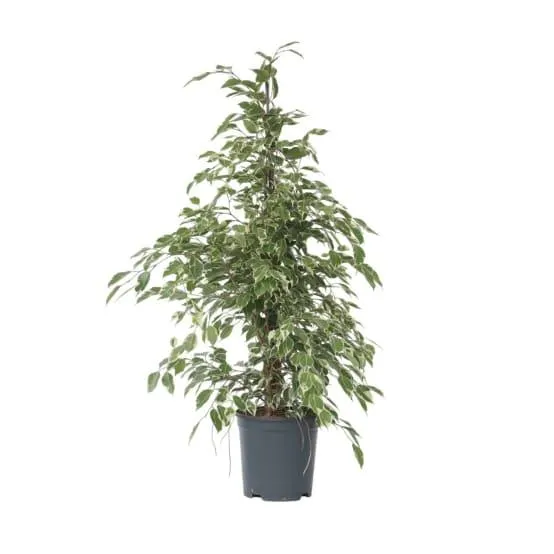 Ficus pleureur - Ficus Benjamina 'Twilight' - Hauteur 100-110cm - ⌀21cm