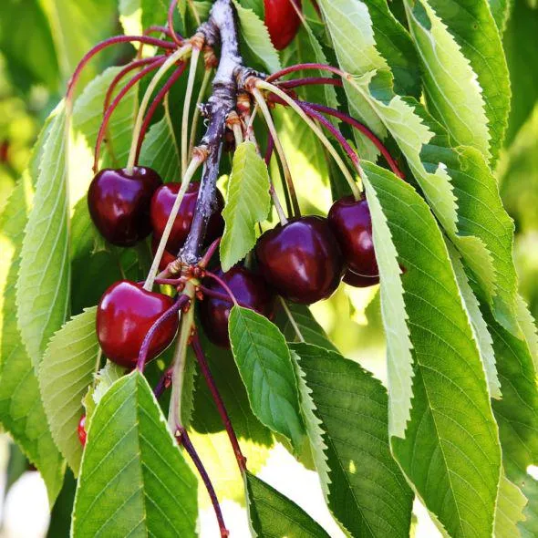 Cerisier 'Bigarreau Noire de Meched': taille en gobelet