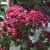 Aubépine commune 'Paul scarlett'