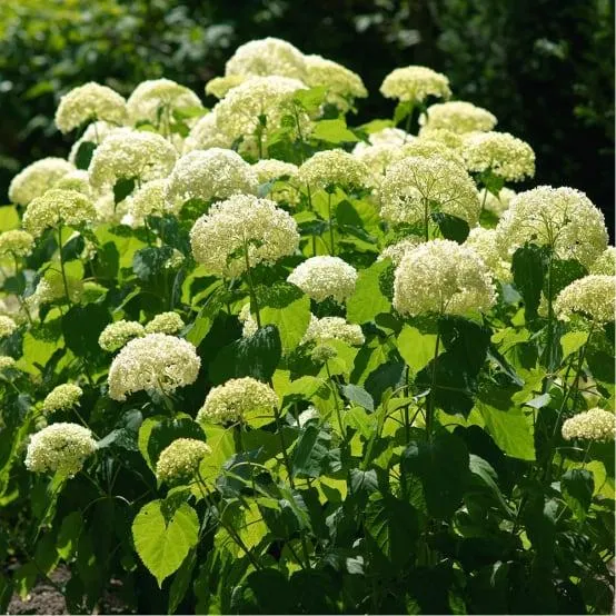 Hortensia boule de neige 'Annabelle'