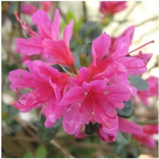 Azalée japonaise 'Amoena'