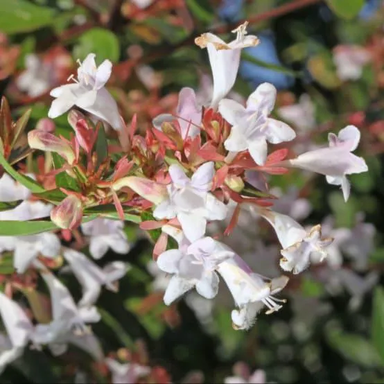 Abélia à grandes fleurs