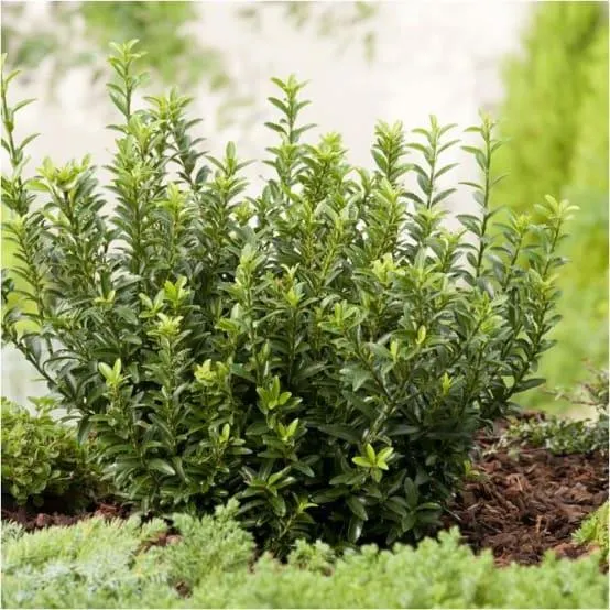 Fusain du Japon 'Microphyllus'