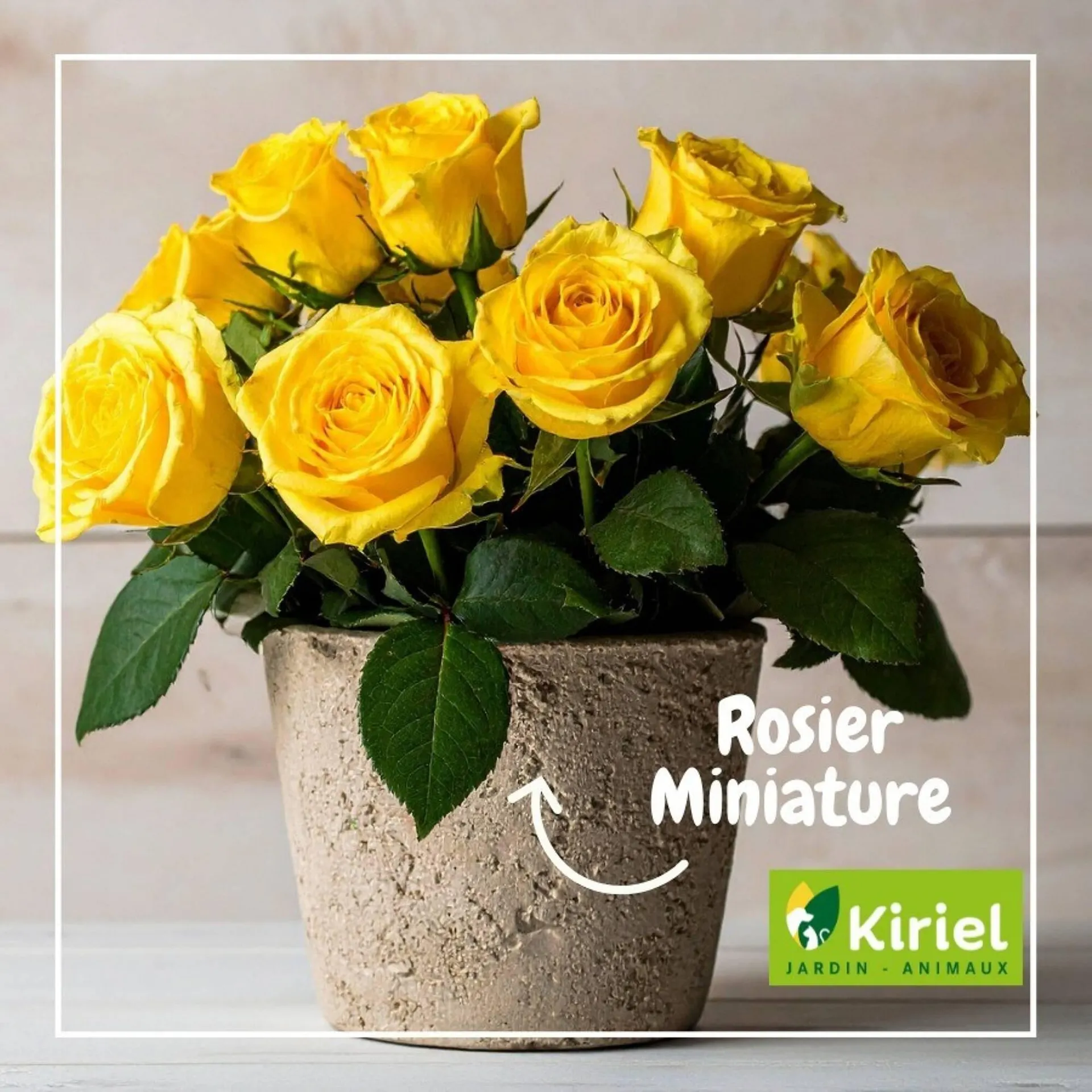 Catalogue Kiriel du 13 février au 19 février 2026 - Catalogue page 2