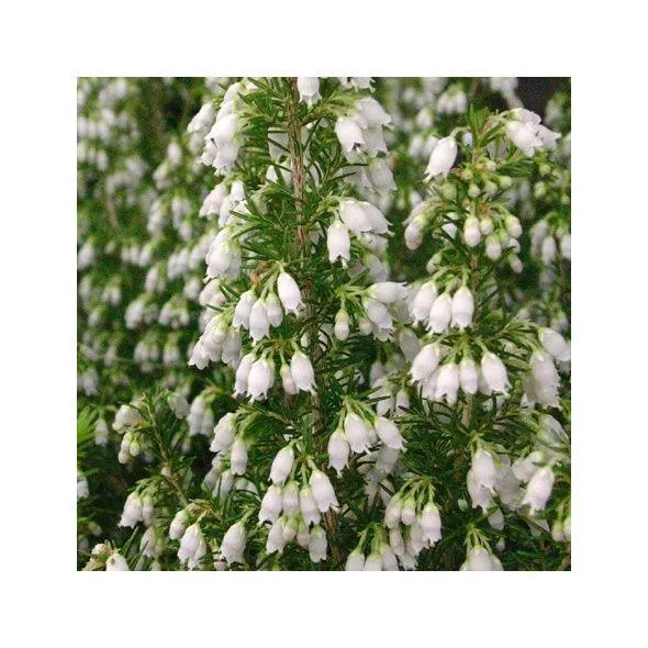 Bruyère arborescente Pink Joy