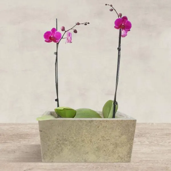 Macetero de Travertino Mini Doble Crema Grey Escobillado