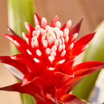 Guzmania plant