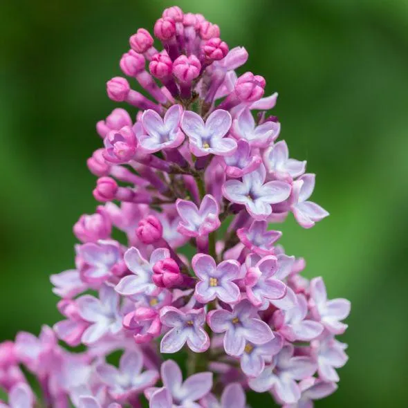 Lilas commun 'Amethyst'