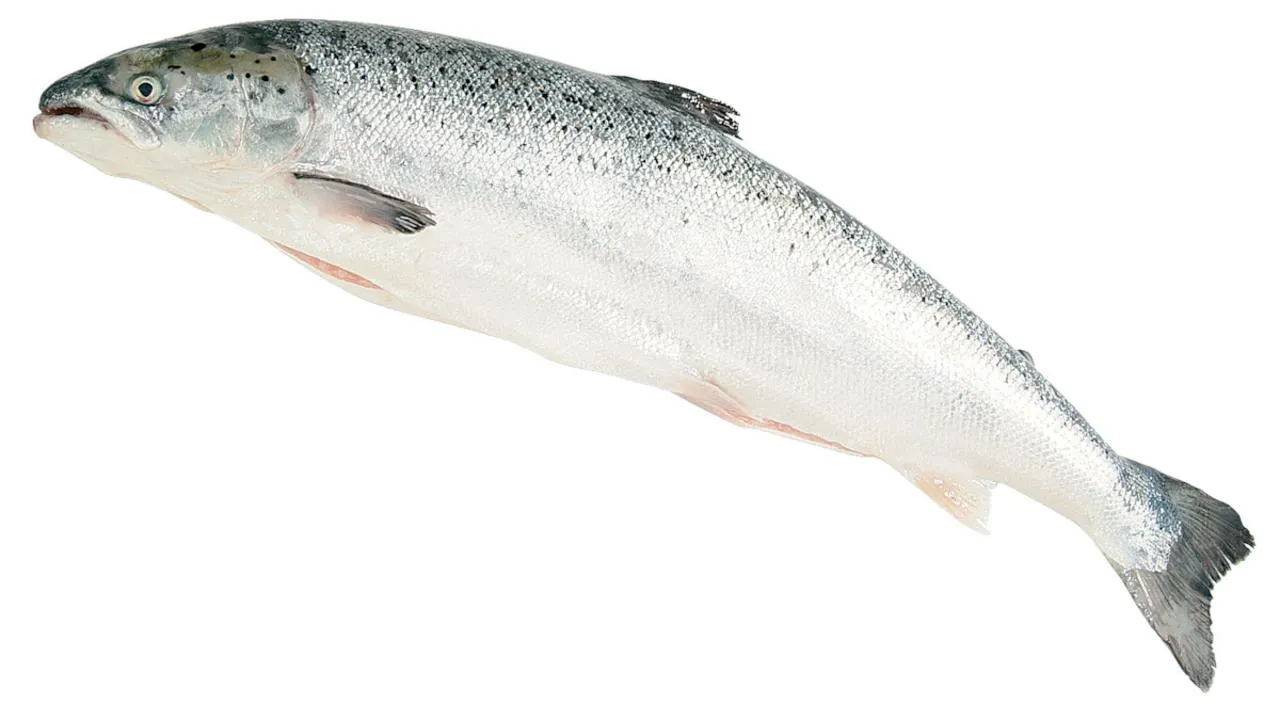 , aus Norwegen, 5-6 kg