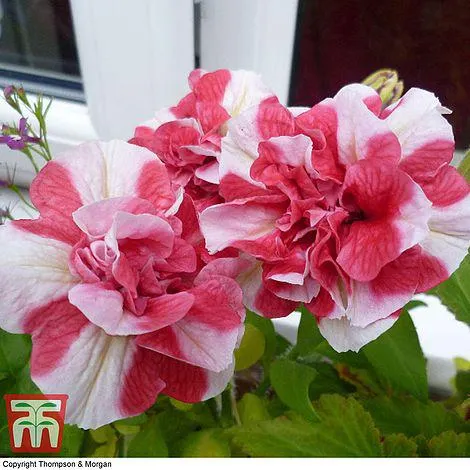 Petunia 'Frills & Spills™ Cherry Ripple'