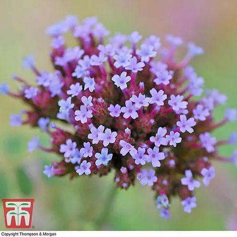 Verbena 'Buenos Aires'