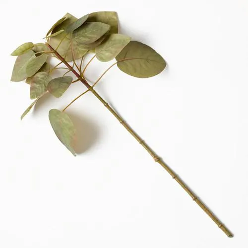 Green Smokebush Stem