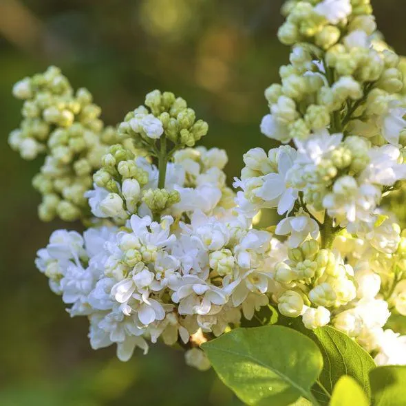 Lilas commun 'Mme Lemoine'