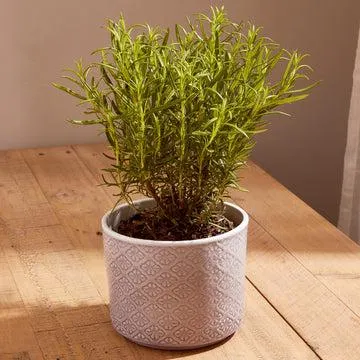 Organic Rosemary