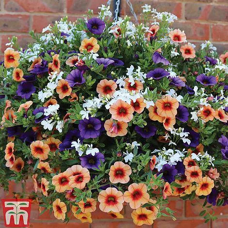 Fruit Salad Pre-Planted Basket