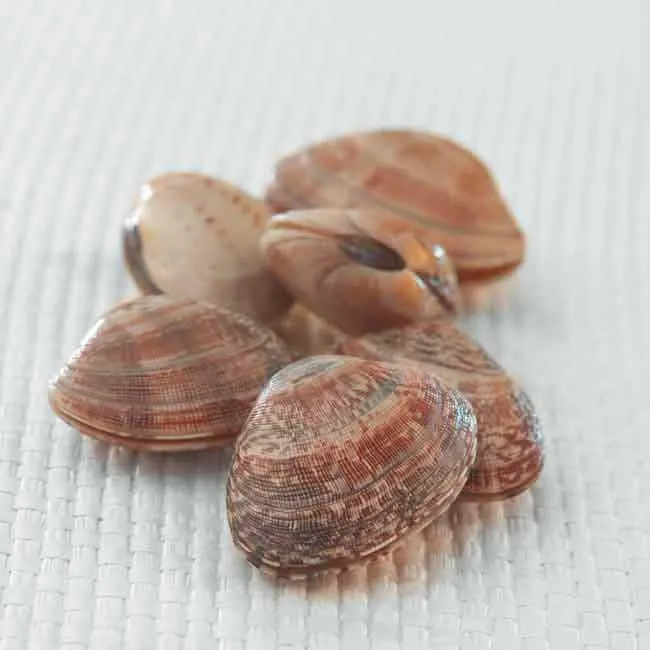 Almeja japonesa grande
