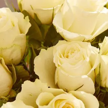 24 Fairtrade White Roses
