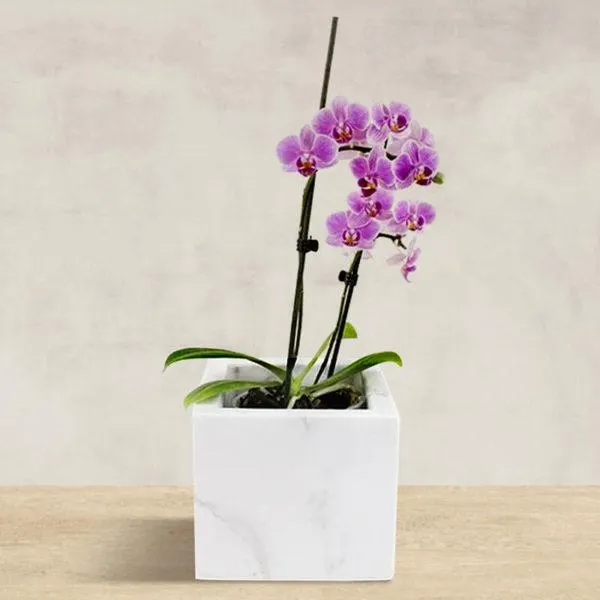 Macetero de Mármol Clásico Kalliston