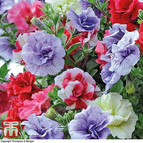 Petunia 'Frills & Spills'™ Mixed' Pre-Planted Basket