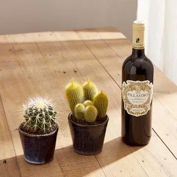 Cacti gift set