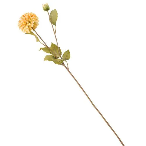 Orange Dahlia Bud Stem
