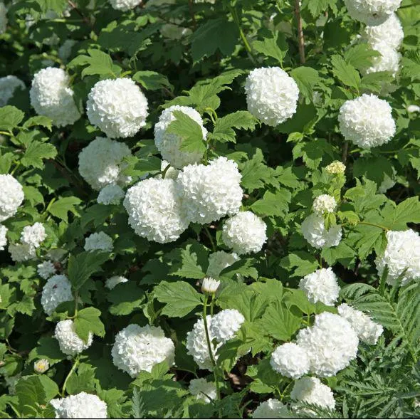 Viorne ou Viburnum Boule de neige 'Roseum'