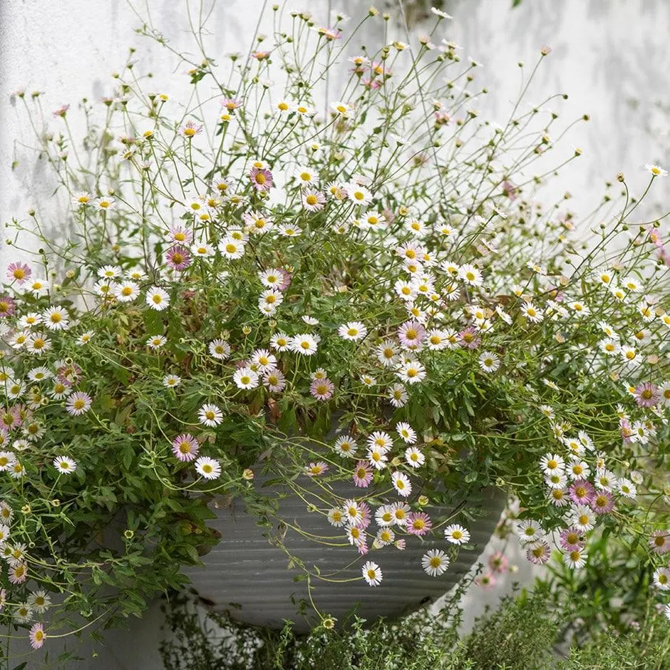 Hanging aged ribbed bowl