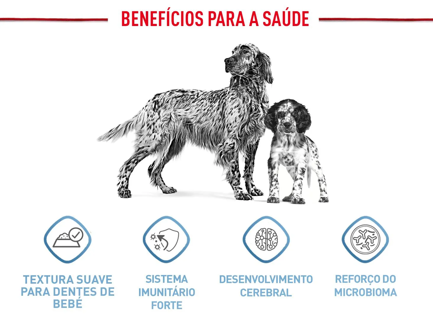 Royal Canin Medium Puppy em molho comida húmida para cães