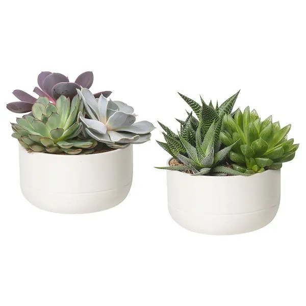 Roślina z doniczką, Sukulent/biały,