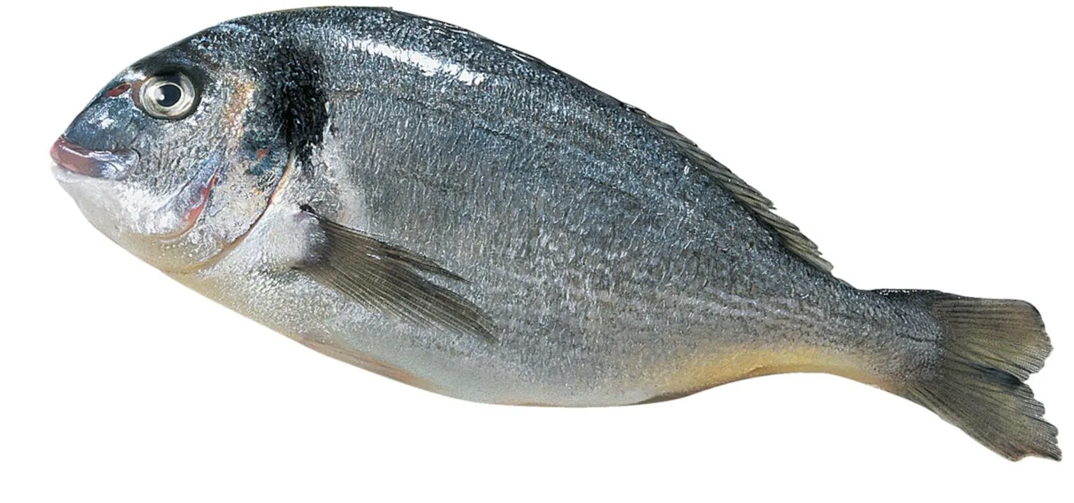 Dorade Royale frisch