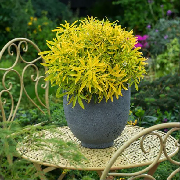 Oranger du Mexique 'Goldfinger'