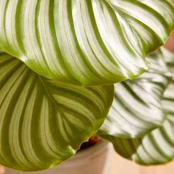 Calathea Orbifolia plant