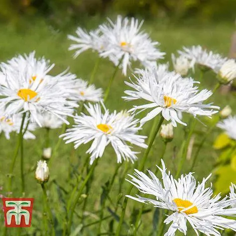 Leucanthemum 'Crazy Daisy'
