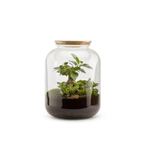 Kit Terrarium Bonbonne S (Ginseng Fitto)