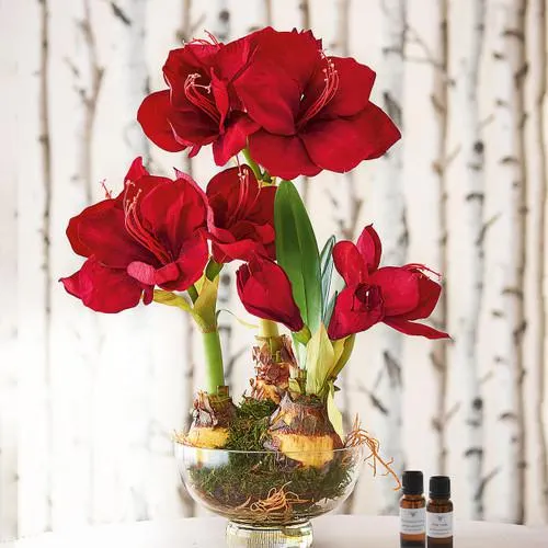 Red Triple Amaryllis
