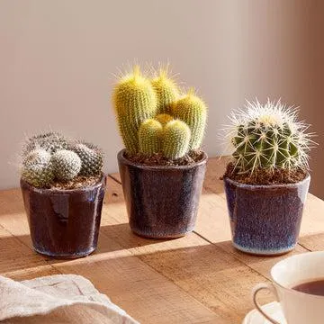 Cacti trio