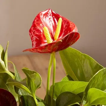 Anthurium plant