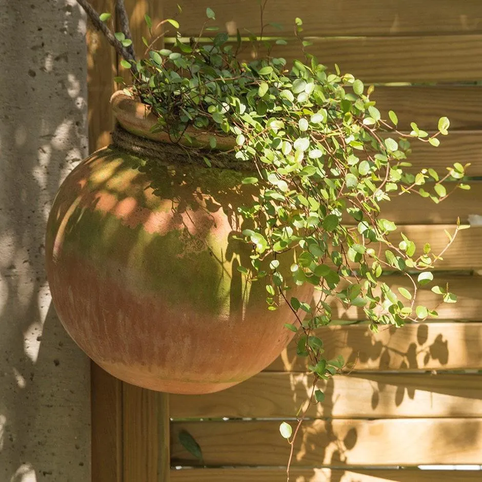 Terracotta babylon hanging pot